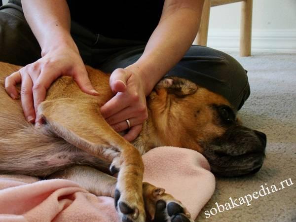 Лечение коленного сустава у собаки лечение в домашних условиях thumbnail