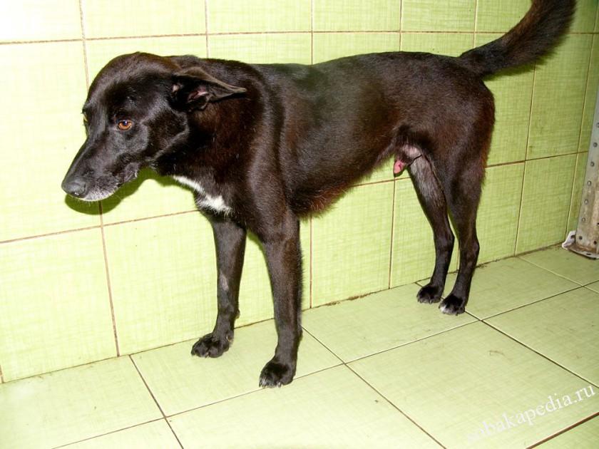Профилактика венерической саркомы у собак