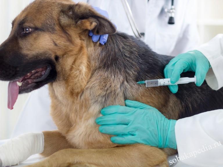 Как делать вакцинацию собак