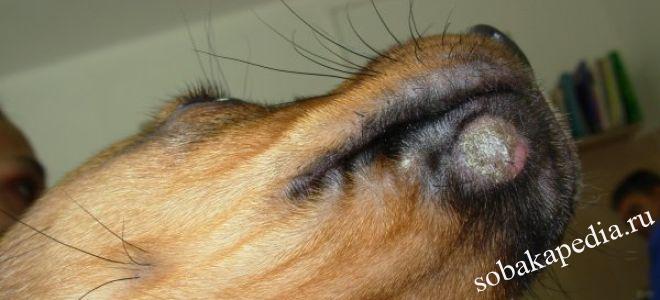 Диагностика микроспории у собак