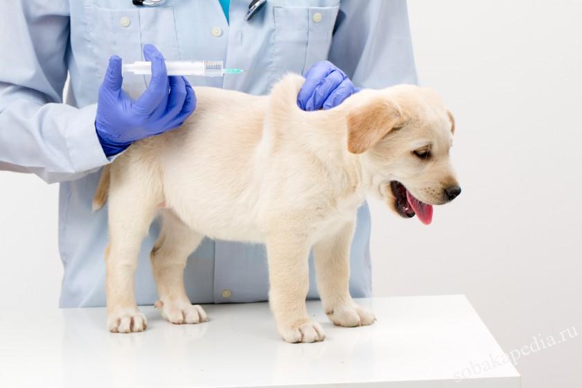 Когда делать вакцинацию щенка