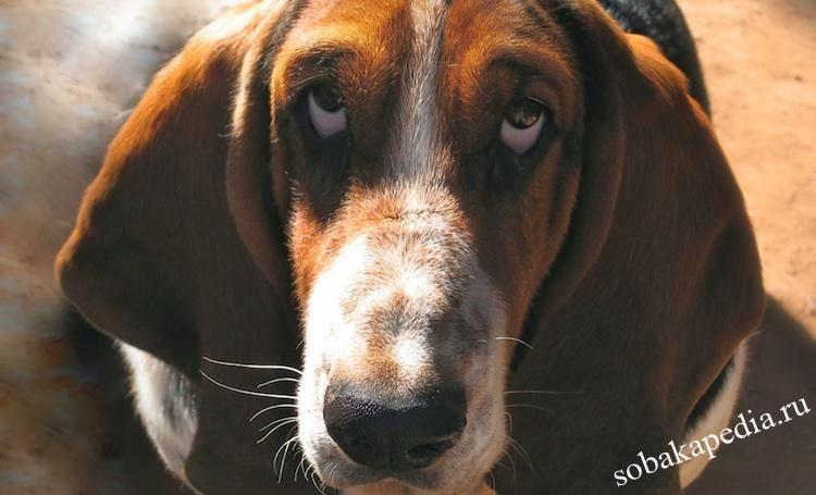 Лечение катаракты у собаки