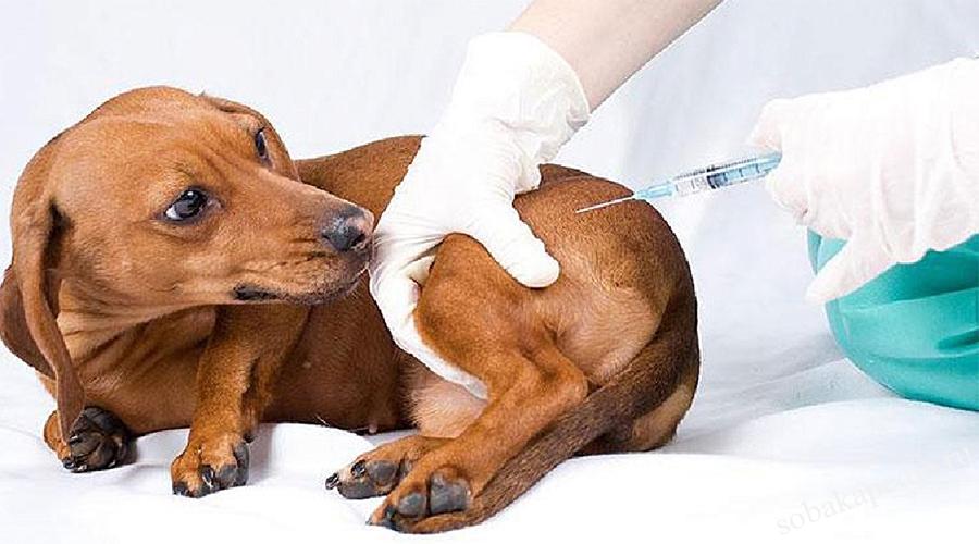 В каком возрасте делать вакцину собаке