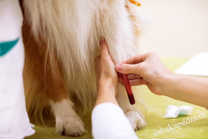 Как лечить простатит у собак