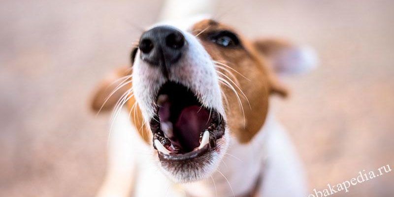 Как легко научить щенка подавать голос