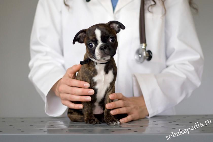 Лечение панкреатита у собак