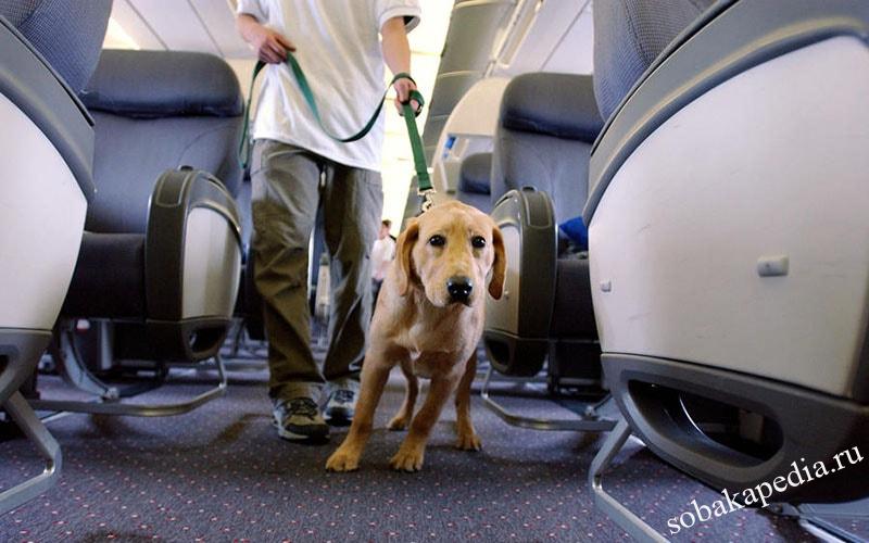 Правила перевозки собак в самолете