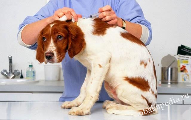 В каком возрасте делать вакцину собаке