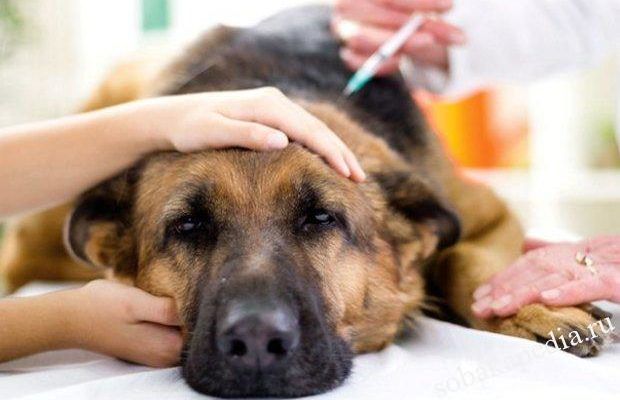 Послеродовая эклампсия (гипокальциемия) у собак