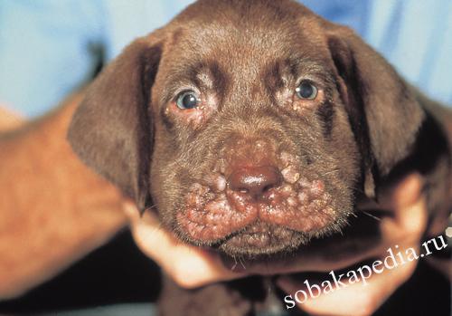 Особенности лечения дерматита у собак