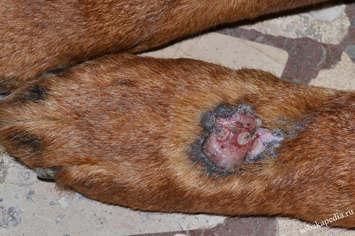 Механический дерматит у собак
