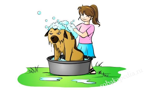 Как правильно купать собаку