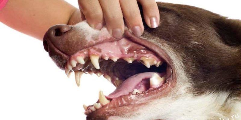 Этапы смены зубов у щенков