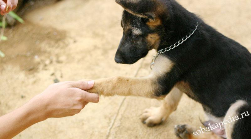Как научить собаку команде «дай лапу» — разбираем поэтапно с указанием ошибок