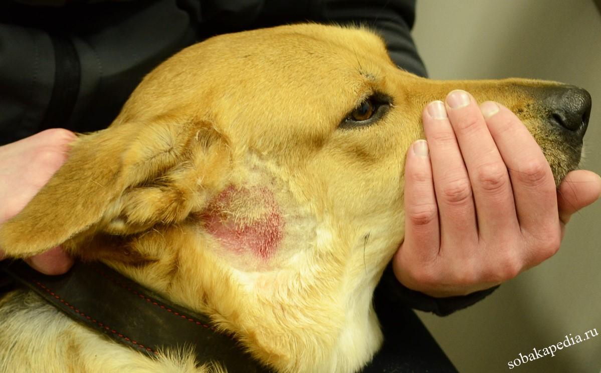 Паразитарный дерматит у собак