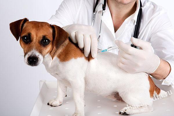 Дегельминтизация собак перед прививкой