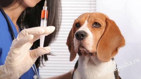 Лечение гипокальциемии у собак