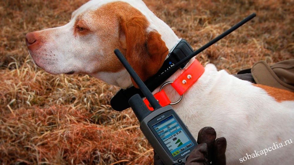 ошейник с GPS навигатором для собак