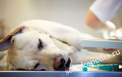 Лечение мастопатии у собак