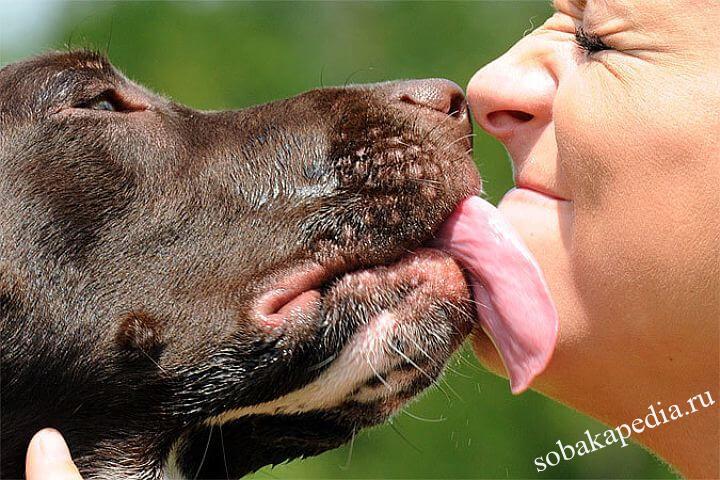 Как не заразится глистами от собаки