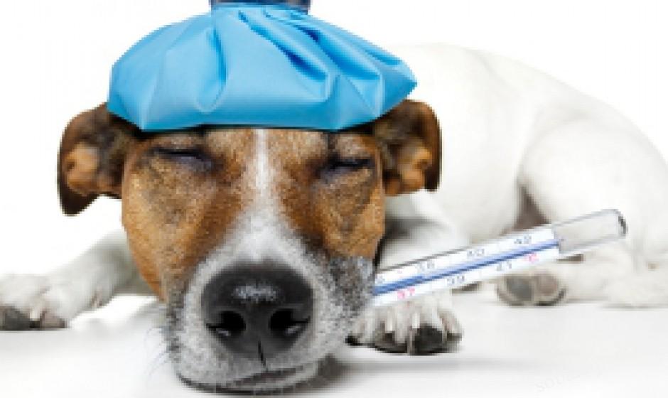 Лечение отравления у собак