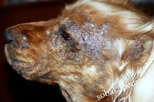 Симптомы пиодермии у собак