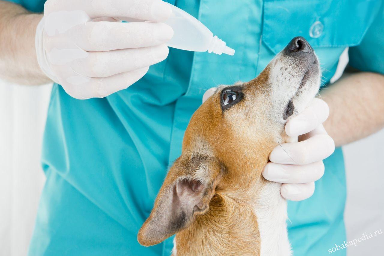 Лечение кератита у собак