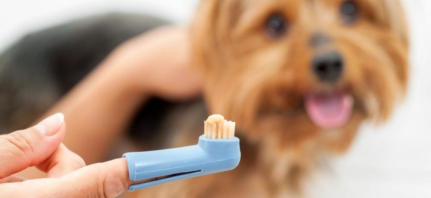 Как чистить зубы собаке
