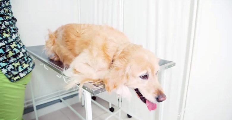 Лептоспироз у собак: источники заражения, симптомы и лечение