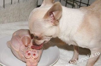 Чем кормить щенка чихуахуа