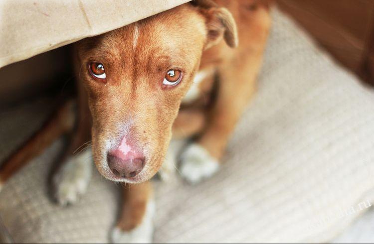 Лечение пиодермии у собак