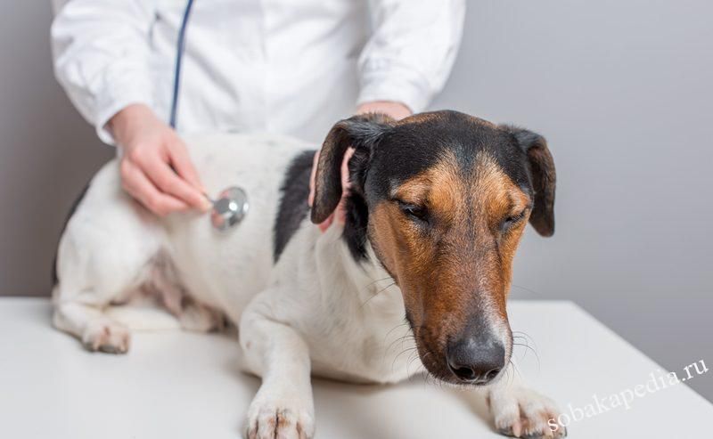 Лечение стафилококка у собак