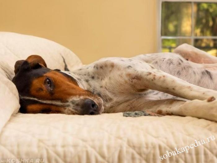 Дисбактериоз у собаки: симптомы и признаки, лечение