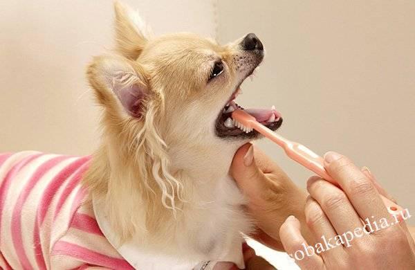 Как правильно и чем чистить зубы собаке