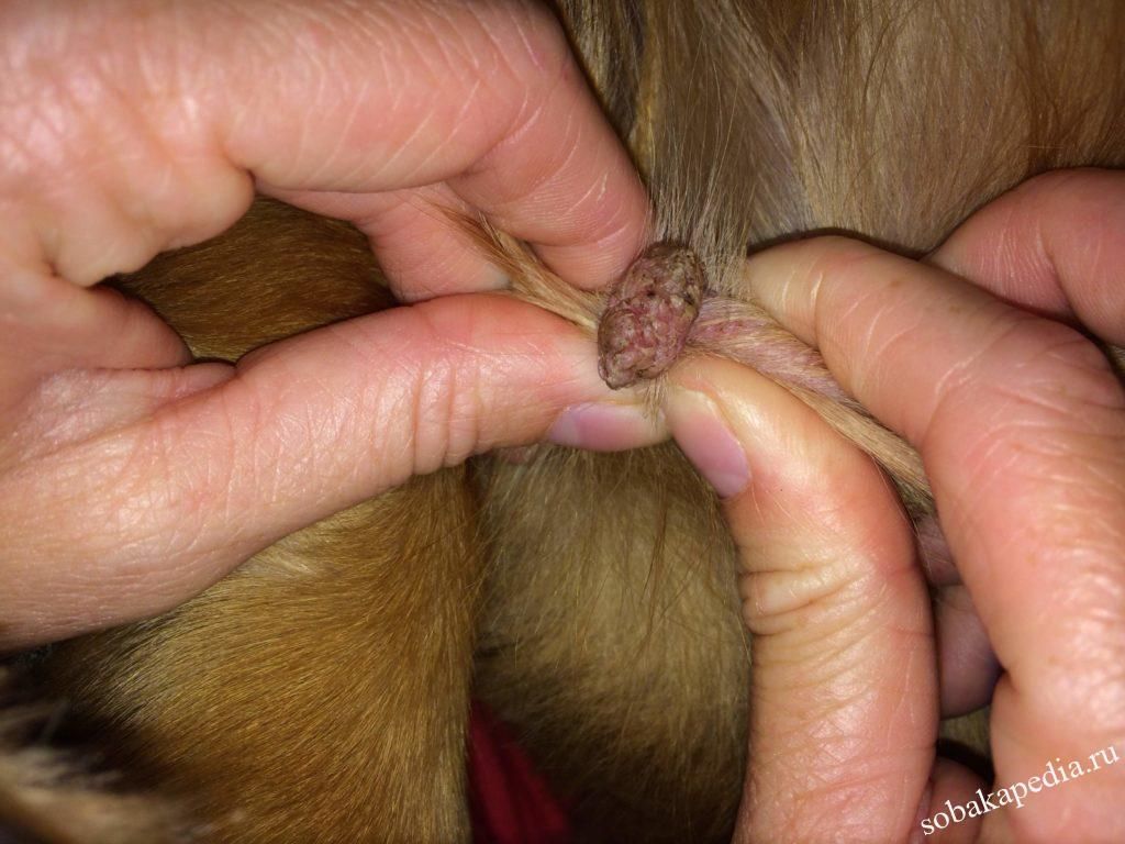  Лечение папиллом и бородавок у собак: в ухе, на губе, на шее и теле