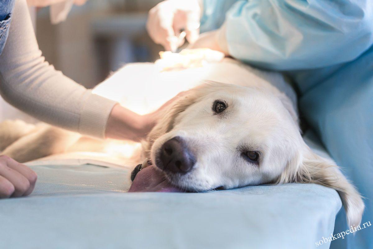 Операция удаление грыжи у собак. Лечение, симптомы грыжи