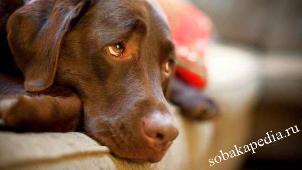 Эндометрит у собак: признаки, симптомы, лечение