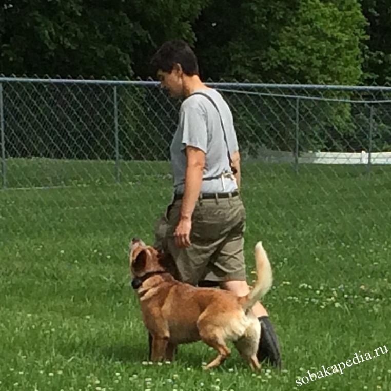 Как научить собаку команде рядом: щенка и взрослую