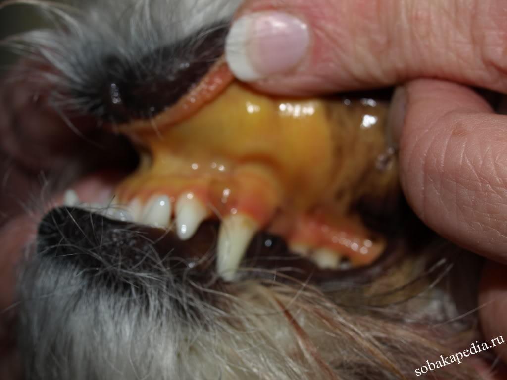 Цирроз – тяжёлое поражение печени у собак