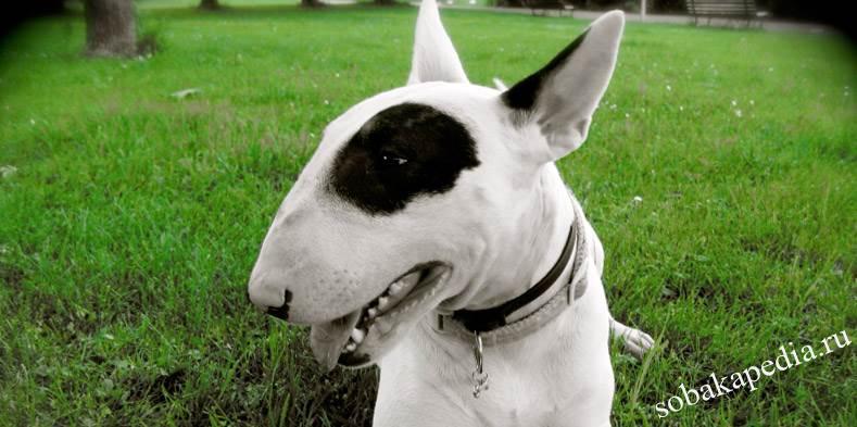 Собака бультерьер - характеристика породы, черный и белый окрас