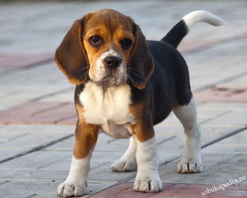 Бигль (Beagle) - это активная, дружелюбная и умная порода