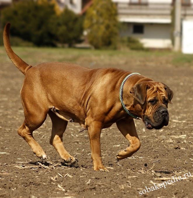 Бурбуль: фото, характер, описание, все о породе собак