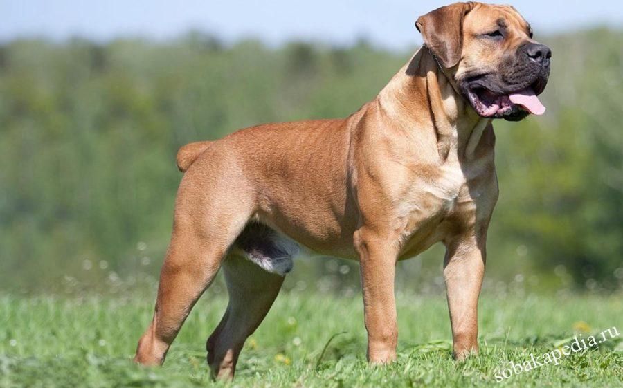 Бурбуль – фото собаки, описание породы, характер, цена щенка
