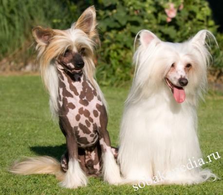 Китайская хохлатая собака - описание, характер и фото породы