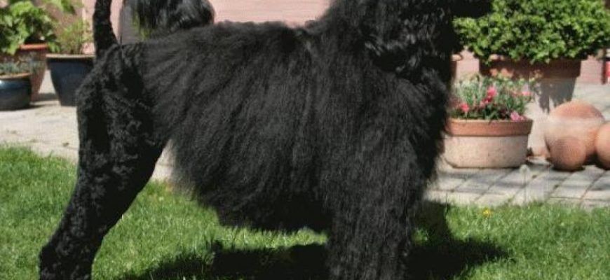 Португальская водяная собака (кан диагуа) - фото и описание