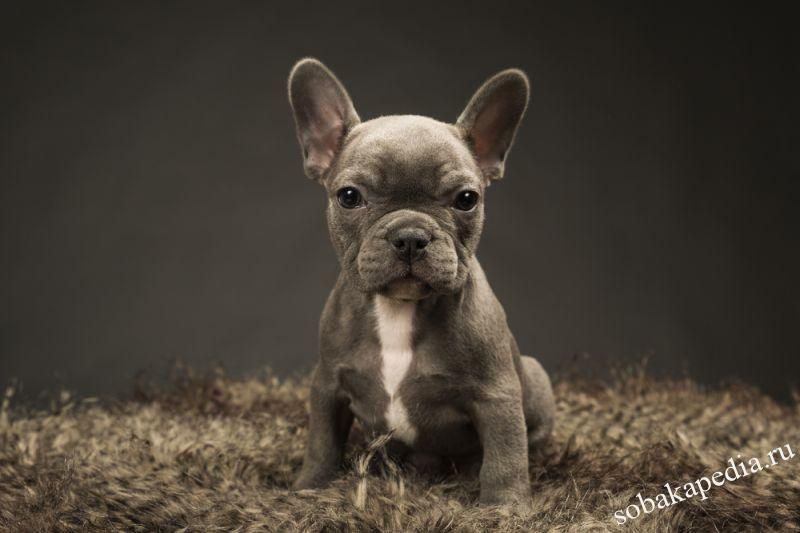 Порода собаки французский бульдог: характеристики, фото