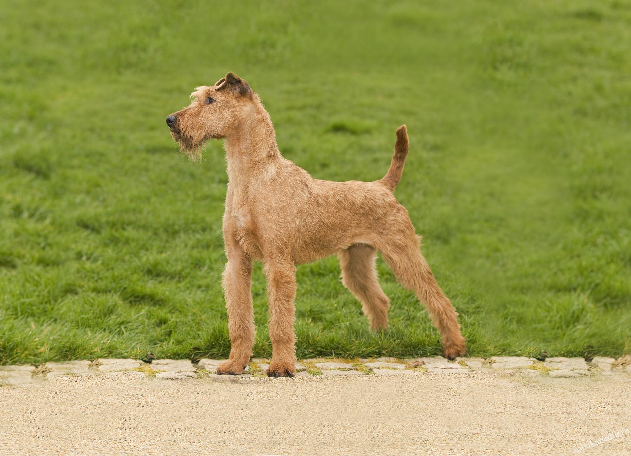 Ирландский терьер – фото собаки, описание характера