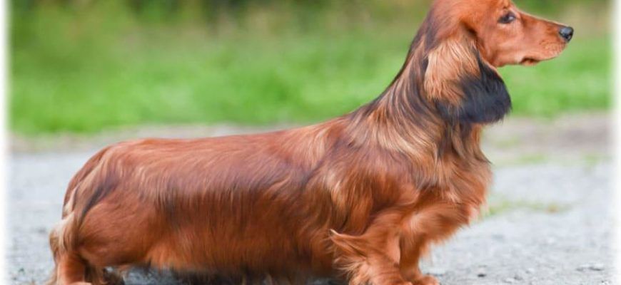 Карликовая такса: фото, уход и содержание породы миниатюрных собак