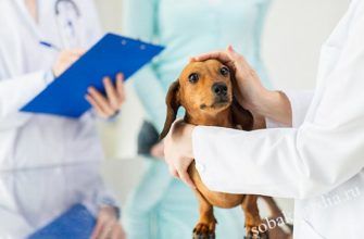 Почечная недостаточность у собак: симптомы, признаки, лечение
