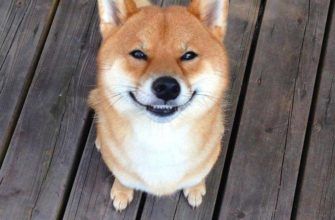Сиба-ину или (Шиба-ину): все о японском, улыбающемся псе (ФОТО)